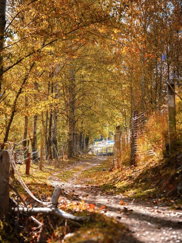 听说放秋假了？新都桥这波秋日余温太美了