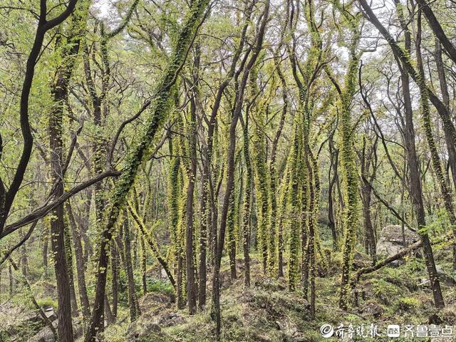 探秘泰山东御道：古道浸秋韵，溪流伴密林，保洁员日行近20公里护清幽