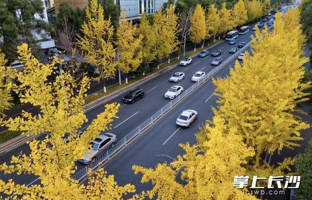 芙蓉路变身“金色大道”｜组图