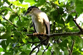 林业局回应郑州天屎之路争议图片