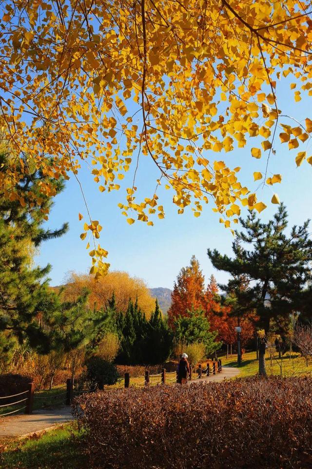 还在找威海初冬小众打卡地？这条河岸藏着惊喜