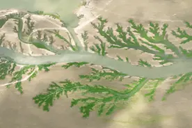 鄱阳湖出现绿色“大地之树”奇景图片