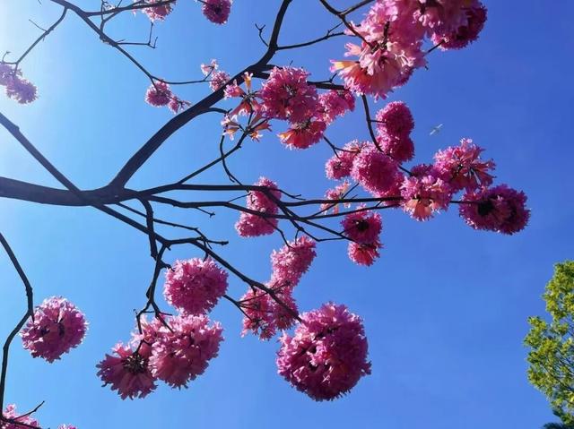 盛花期！流花湖畔迎来“冬日浪漫”！