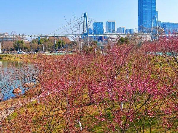 最新公园赏梅地图发布，武汉116座公园可赏梅花