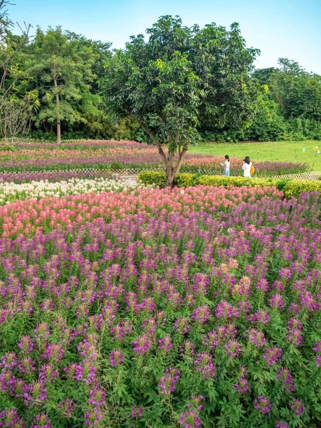 地铁直达！广州20000㎡醉蝶花海，美得好不真实！