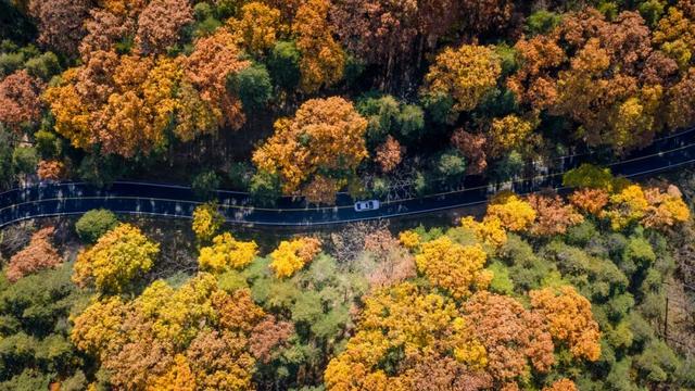 别再问了！洛阳秋色天花板，就藏在这里→