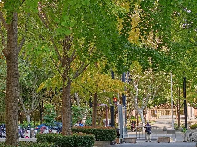 银杏渐黄，黄金城道即将进入“观赏季”→