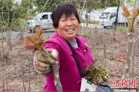 早在山西枝头 午到京城灶头  山西香椿乘高铁“当日达”北京等地餐桌图片