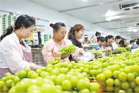 会泽县鲁纳乡阳光玫瑰葡萄俏销图片