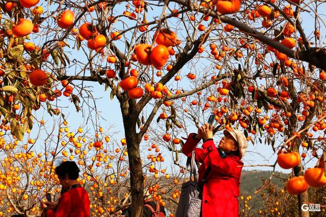 金柿映初冬，青岛藏着一处“甜蜜”公园