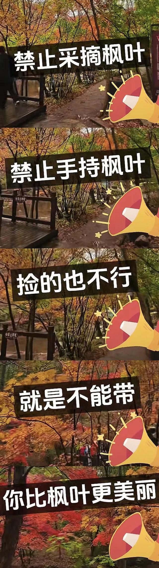 景区禁止游客捡枫叶是小题大做吗