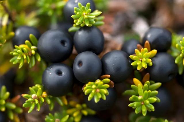 全网最快！请收下这份《花少7》同款挪威攻略