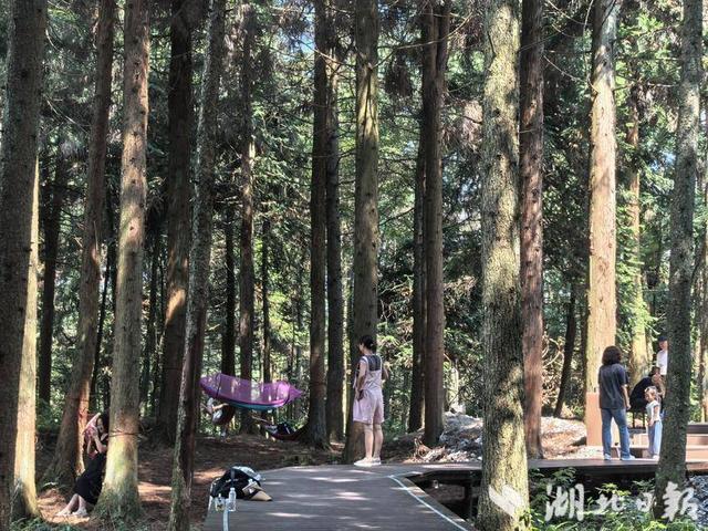 巴东：绿葱坡头风送爽 灯盏窝畔清凉长