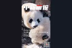 【中新画报】开启玩雪模式！冬日限定“糖霜”小动物高萌登场图片