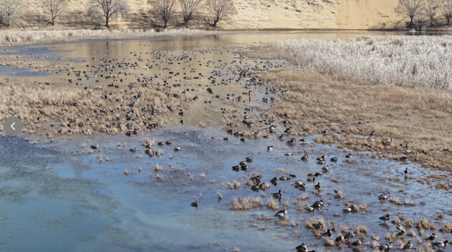 看候鸟北归，打开内蒙古的春天
