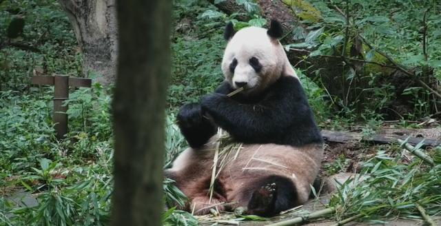 大熊猫搬家！网友：什么时候能去暖房？