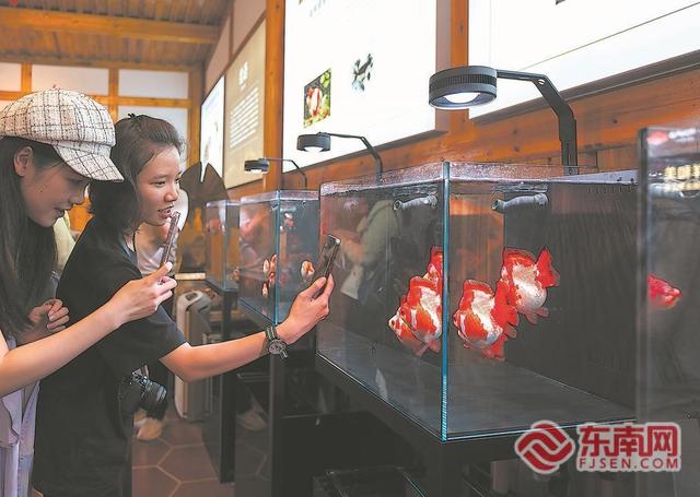 焕新、创新、上新！ 多维感知活力八闽