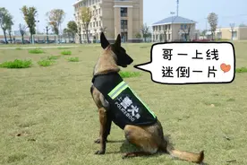 涨知识！这些优秀的警犬，带你认识下吧~图片
