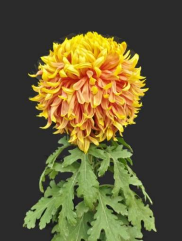 “花开北京·菊韵金秋”丨2025北京菊花文化节在北海公园盛大启幕