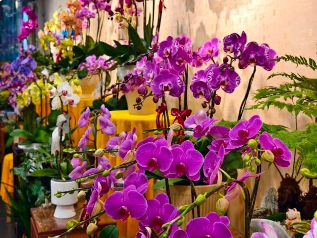 国庆就要玩好一点，“情”定陈村花花世界迷人眼