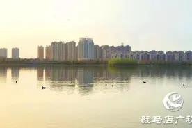 驻马店：生态建设不断改善 成群野鸭栖息人民公园图片