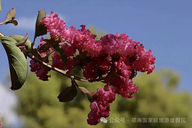 繁花似锦 | 邛海紫薇花开缀满枝头,百日浪漫尽在眼前