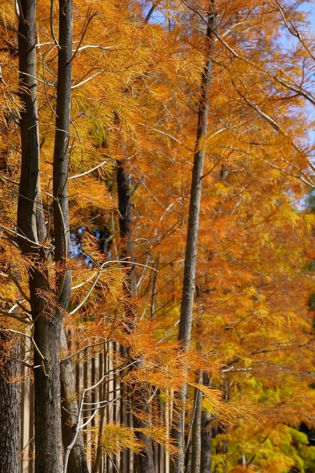 视觉增城｜落羽杉披“红妆” ！快来解锁增城冬日生态画卷
