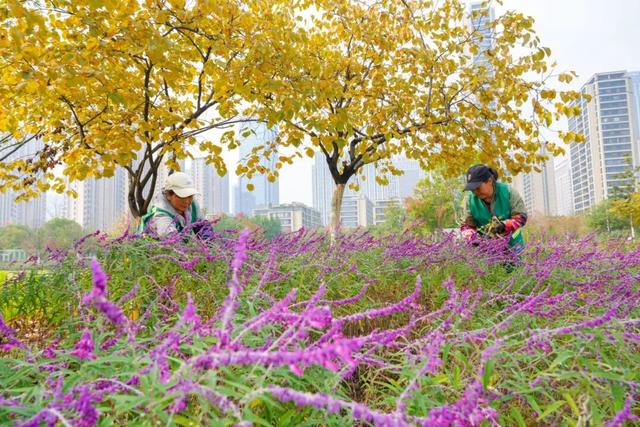 在蜀山，转角遇见美！这些地方已更新→