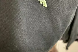 头皮发麻！最近很多广东人衣服上有虫卵，大部分是14颗出现图片