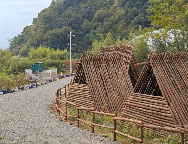 莲都人周末新去处！打卡“现实版开心农场”