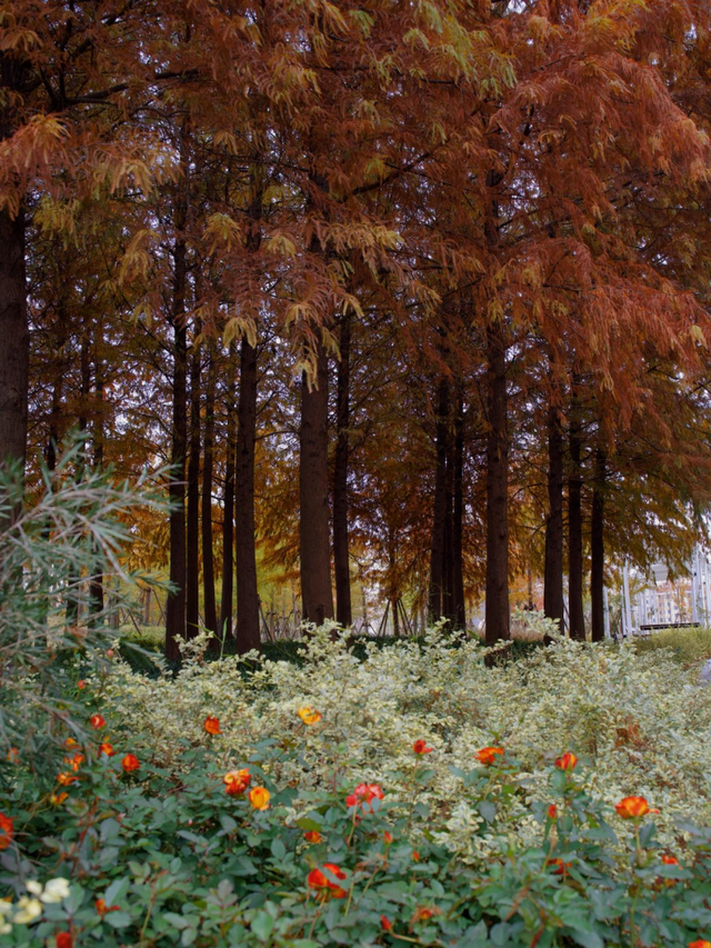 红叶+落日！深秋限定！用一下午时间感受河畔最美秋色