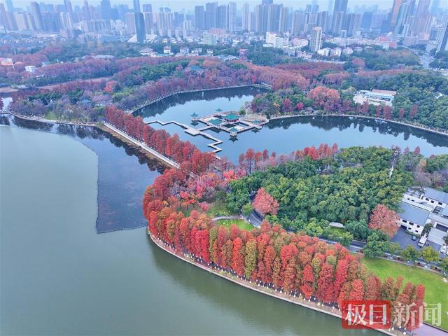 武汉东湖杉树“红”出圈！限定皮肤美到开挂