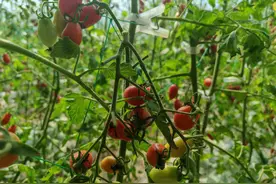 秦都区双照街道府南村：玉女小番茄喜迎采摘期图片