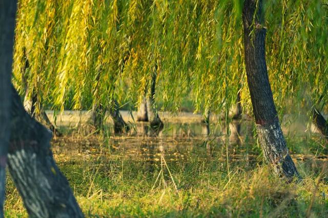 漫步街头巷尾，寻找冀南新区独有的初冬韵味