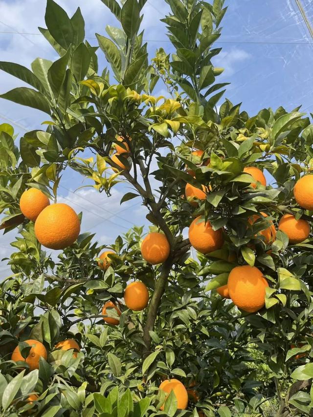 摘甜橙、赏红枫……龙岩初冬玩法上新