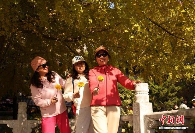 北京：潭柘寺秋意浓 千年银杏披“金甲”
