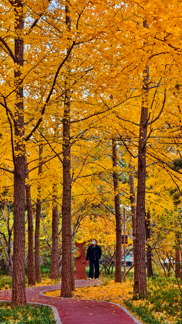 银杏浓烈似金，松柏深翠如墨！京城这景色太美了