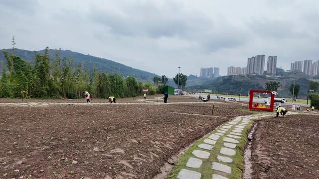 宜美家园 共同创造丨宜宾城区这片花海正在打造！预计呈现时间→