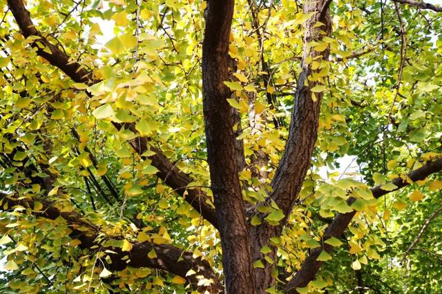 此时，闵行最美的地方就在……