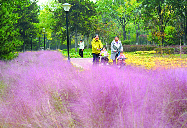 红果红叶绘就秋冬浪漫画卷 裕东公园南天竹迎来最佳观赏期