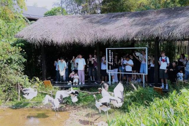 中德学子跨越山海的绿色对话：湄公河旅游旗下湖州长颈鹿庄园迎来德国霍恩林姆伯格高级文理中学师生到访