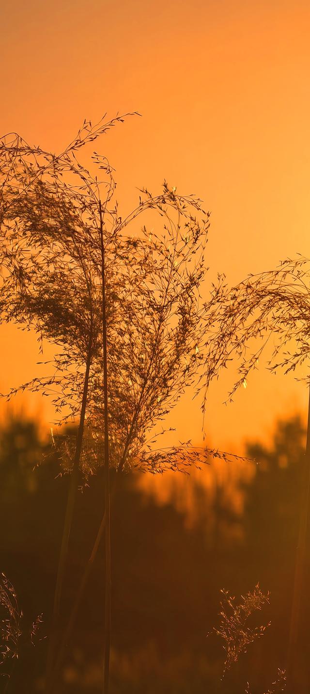 夕阳如画点缀京城！点击收藏腊八节里的冬日美景