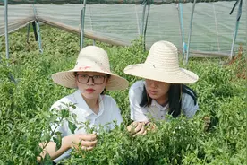 赣鄱学子谈辣椒，防治虫害有妙招图片