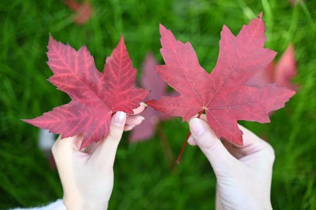 红了~红了，来宿城追“枫”！