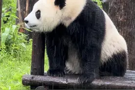 熊猫享受武汉梅雨视频走红，拍摄者：它喜欢下雨天，自己几乎每天都会到动物园图片