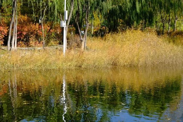 美到犯规！青城的秋，从不偏心南北