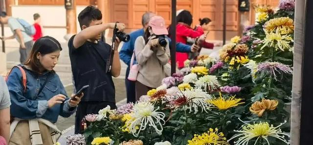 重磅！镇海赏菊盛会开幕！（内附游玩攻略）