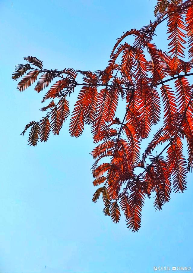 冬日水杉叶泛红，沂河岸边添美景