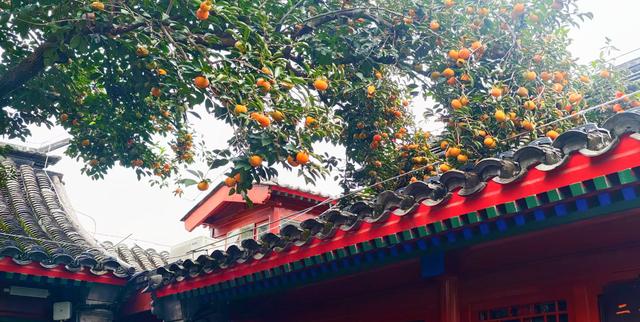 满树红彤彤，“丹柿小院”的柿子熟了