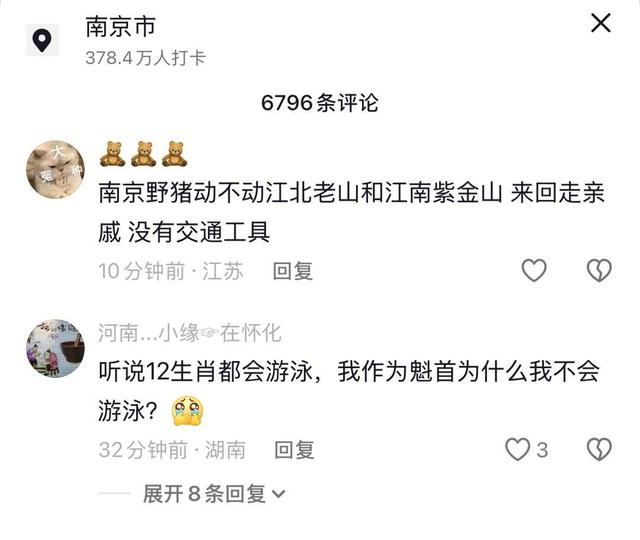 南京六头野猪组队渡长江，网友：天蓬元帅天上管水军的